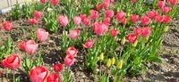 チューリップ